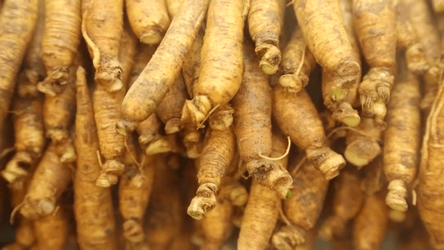 정교한 인삼 뿌리