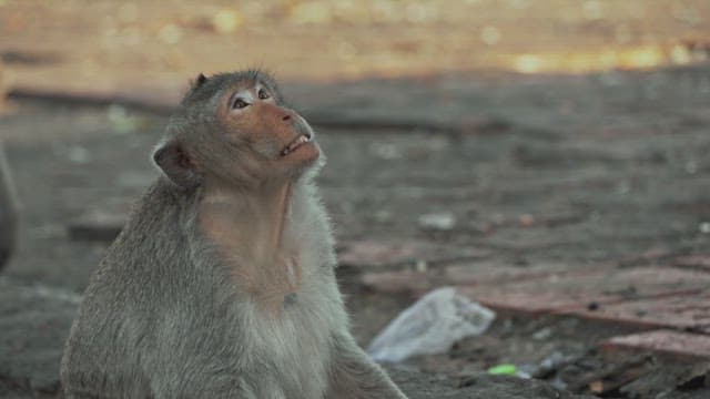 Monkey Sitting on a Rock and Looking Around