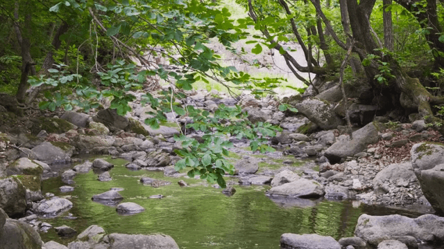 A tranquil forest stream with rocks