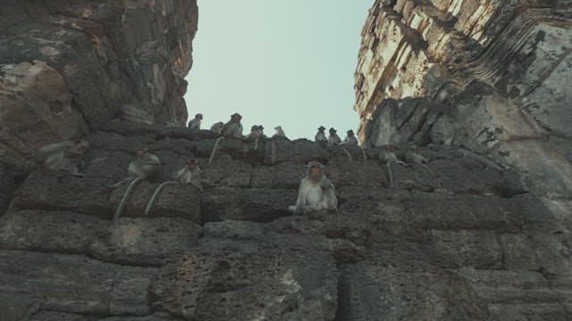 Monkeys Sitting on an Ancient Stone Structure