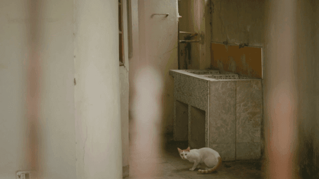 Cat in an alley near a sink