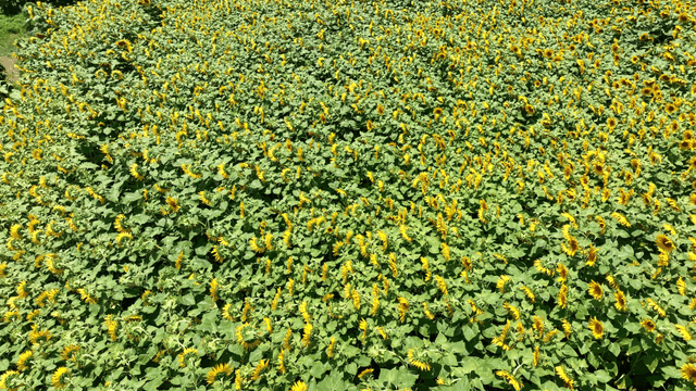 Aerial view of dense sunflower field