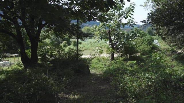 평화로운 농촌 풍경과 울창한 녹지