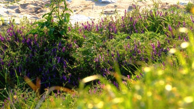 Sunlight on purple wildflowers in a grassy meadow