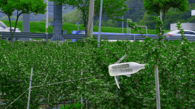 도로 옆에 걸린 식물 보호용 플라스틱 병