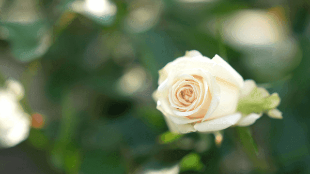 Beautifully bloomed white rose