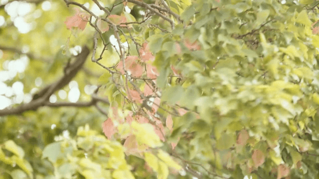 가을 색이 살짝 드러난 초록 잎사귀