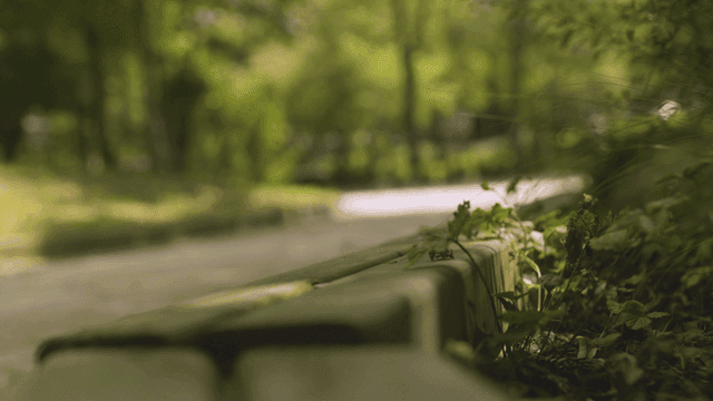 Wooden bench on plant-filled walking path