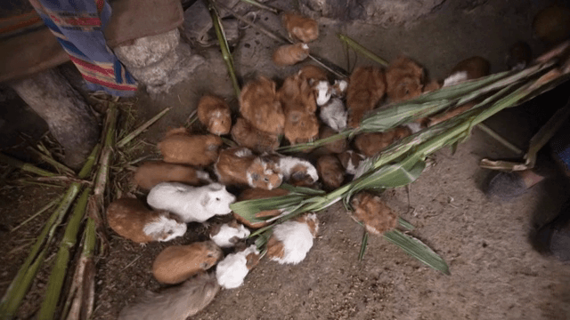 실내에서 옥수수 잎을 먹는 기니피그