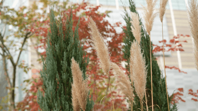 Autumn pampas leaves and trees in a garden