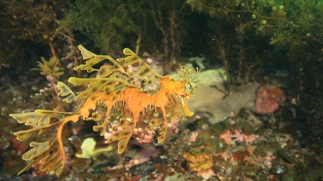 Leafy Seadragon Swimming Through Seaweed