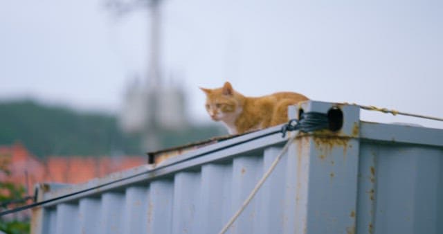 Ginger Cat Alerting on a Rusty Dumpster