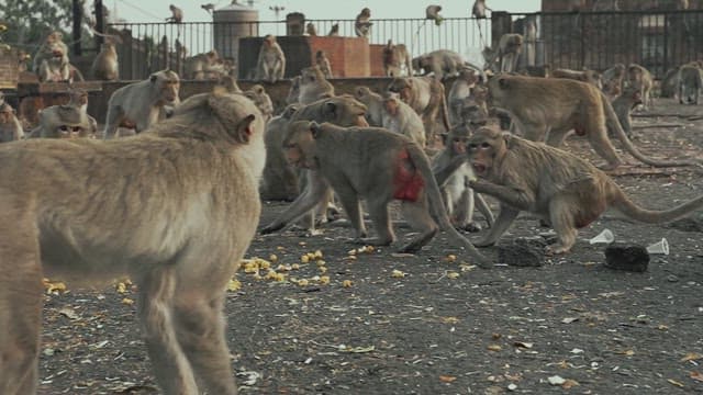 Monkeys Sitting Together on the Ground and Eating