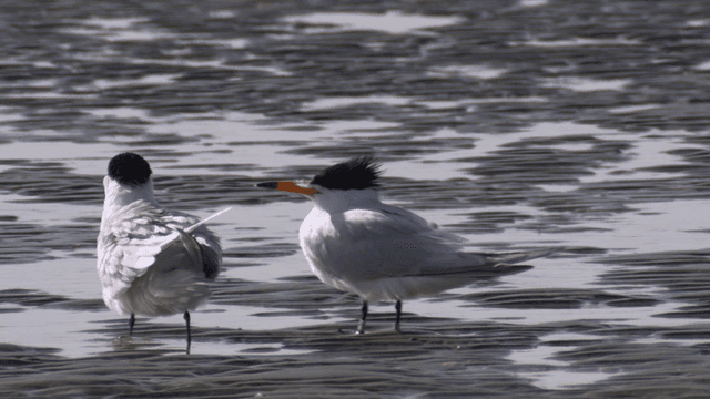 Birds standing on a wetland surface