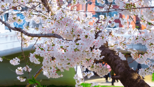 산책로 옆 만개한 벚꽃