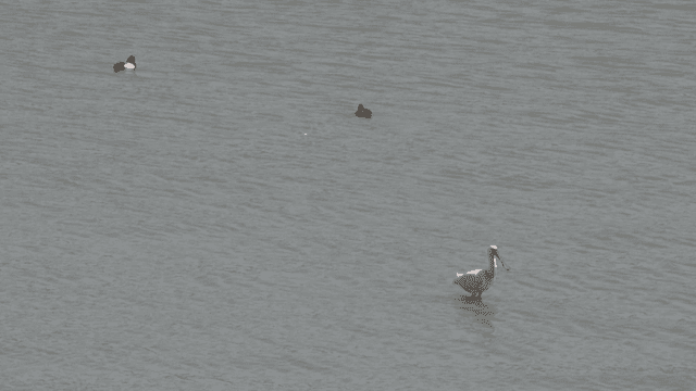 Birds wading and swimming in calm water