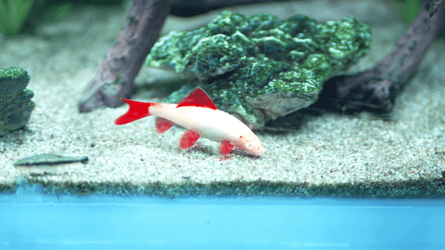 Colorful fish swimming while sucking on bottom of aquarium