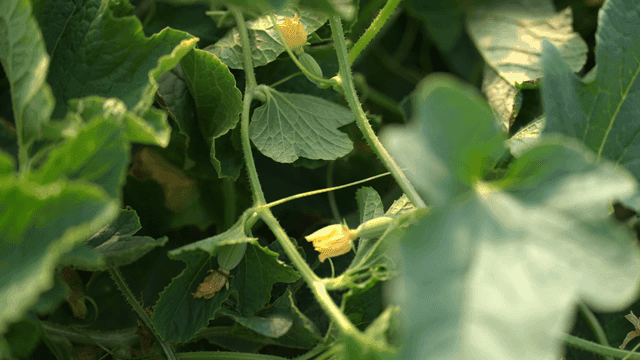 Green leaves and yellow pumpkin flowers in garden