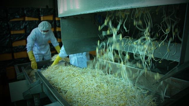 Bean sprouts processed in a food factory