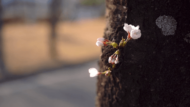 Cherry blossoms blooming on a tree trunk