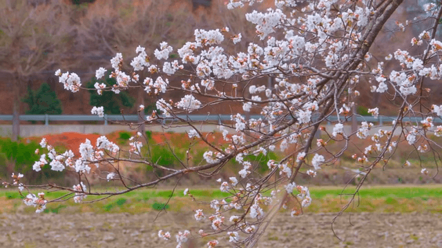 봄에 피어나는 벚꽃