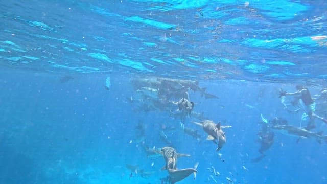 Group of sharks swimming underwater