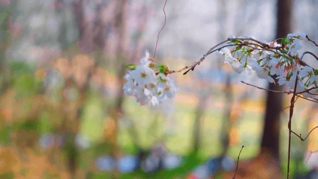가지에 만개한 벚꽃