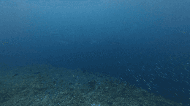 School of fish swimming in water
