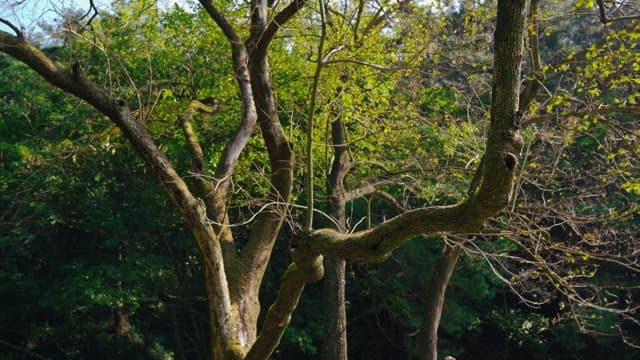 고요한 숲 속 이끼 낀 나무와 싹이 트는 잎사귀