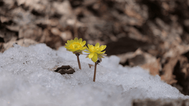 Yellow flowers blooming through snow