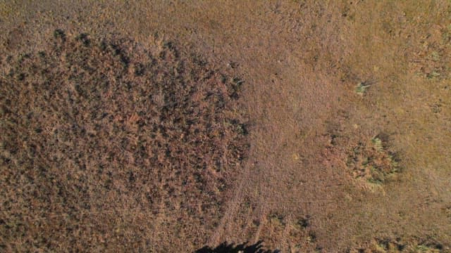 Flock of Sheep Gathered in a Pasture