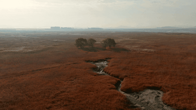 드문드문 나무가 있는 광활한 습지