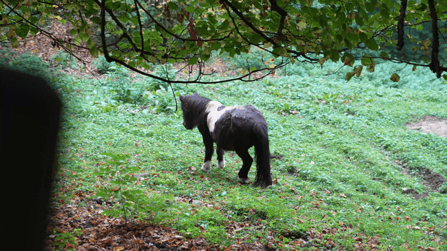 Pony grooming its fur in blue forest