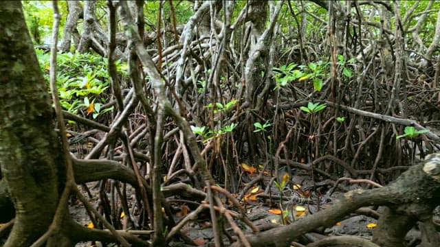 얽힌 뿌리가 있는 울창한 맹그로브 숲