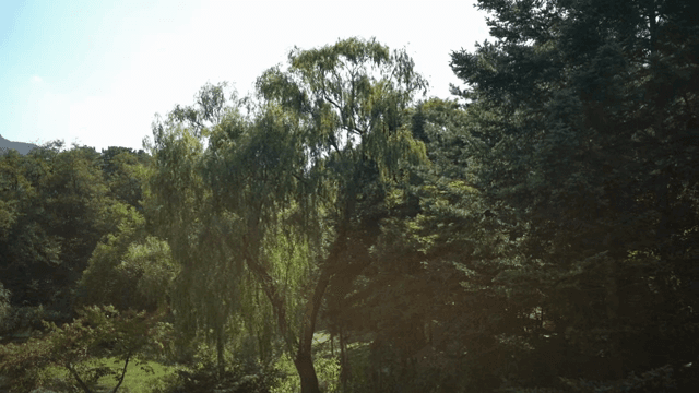 Lush green forest with tall trees