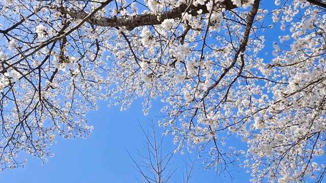 Cherry blossoms blooming under a clear sky