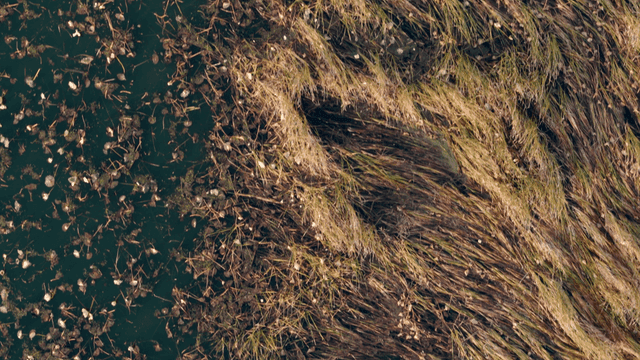 떠다니는 잎으로 덮인 호수