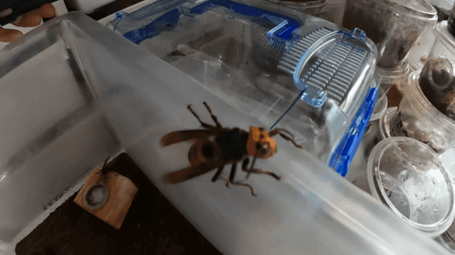 플라스틱 사육장 안의 말벌