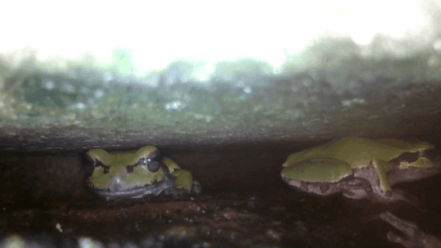 Small tree frogs in dark crevices
