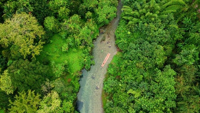 River flowing through a lush forest