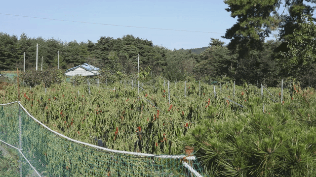 푸른 작물이 있는 평화로운 농장