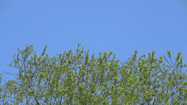 맑은 하늘을 배경으로 한 녹색 나뭇가지