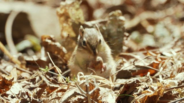 Squirrel Eating in Natural Surroundings