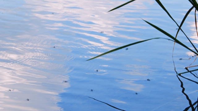 Serene Water Surface with Insects and Plants