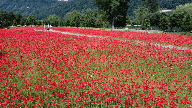 활기찬 붉은 꽃의 넓은 들판