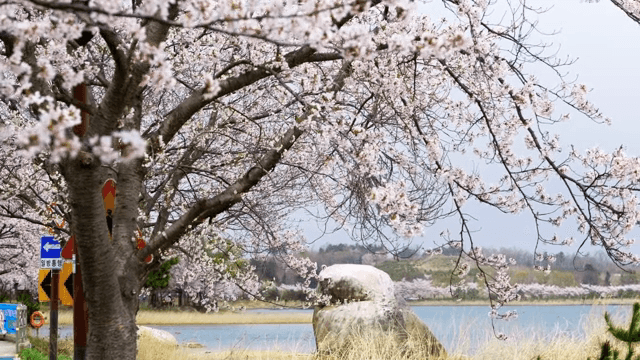 고요한 호숫가의 벚꽃