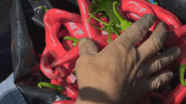 바구니에 담긴 신선한 고추