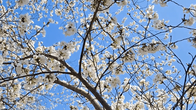 맑은 하늘 아래 핀 벚꽃