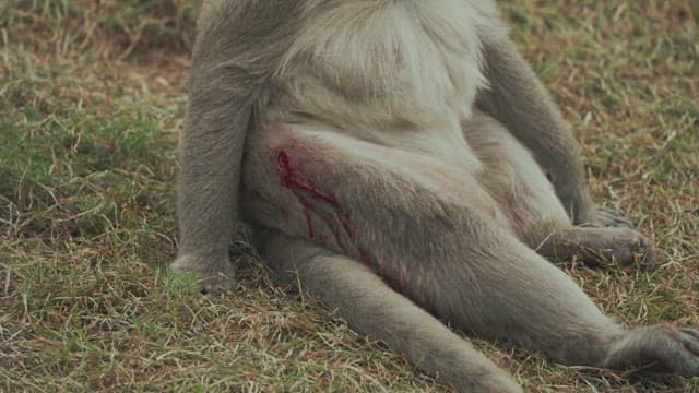 Injured Monkey Sitting on the Grass