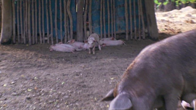 그늘진 우리에서 쉬고 있는 돼지들